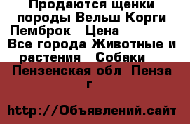 Продаются щенки породы Вельш Корги Пемброк › Цена ­ 40 000 - Все города Животные и растения » Собаки   . Пензенская обл.,Пенза г.